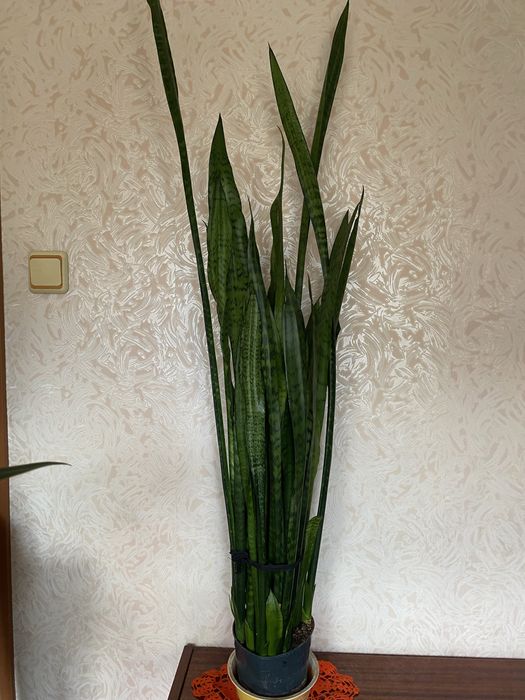 Сансевьерия «Тещин язык»