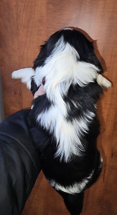 Cavalier King Charles Spaniel piesek 1