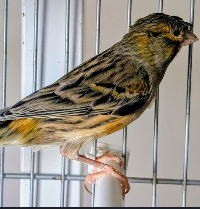 Canários 2025 ( bronze + timbrado)