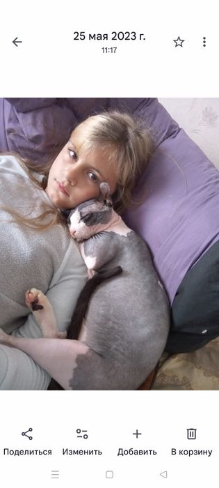 Продам кота Эльф