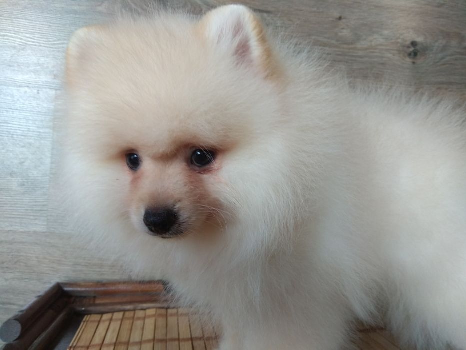 Шпіц померанський