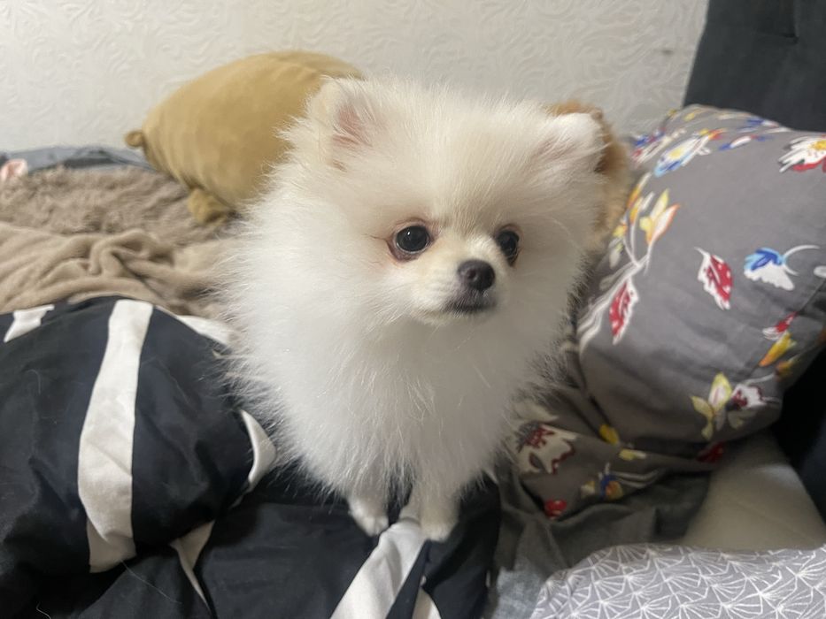 Новогодные сксдки скидки до 50 % Продажа мини шпиц  по орошой цене про