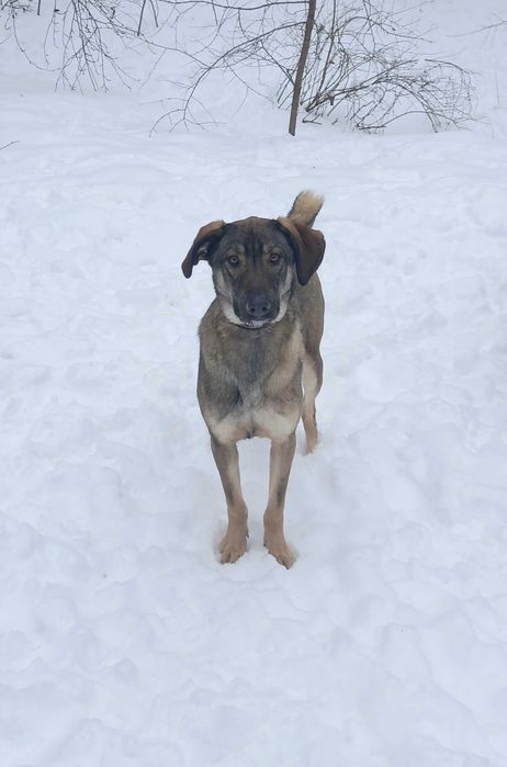 Особливий пес у пошуку дому