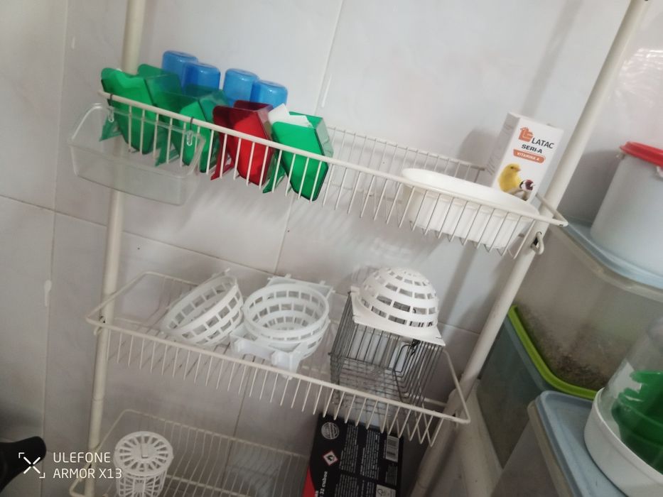 2 casais Canários  (4)