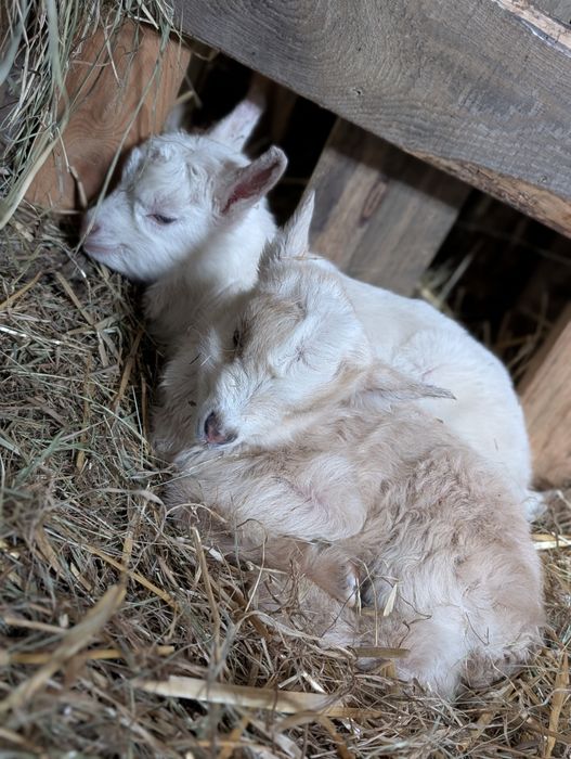 Wyjątkowe Koziołki Hodowlane: Matka Alpejska x Ojciec Saaneński
