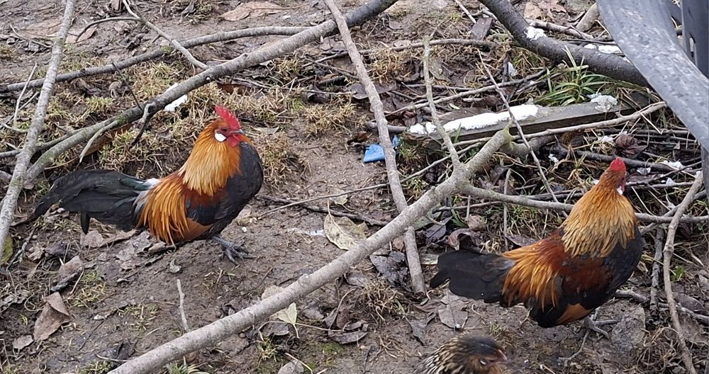 Kogutki karzełka holenderskiego