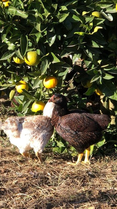 Cornish e Sedosas do Japão