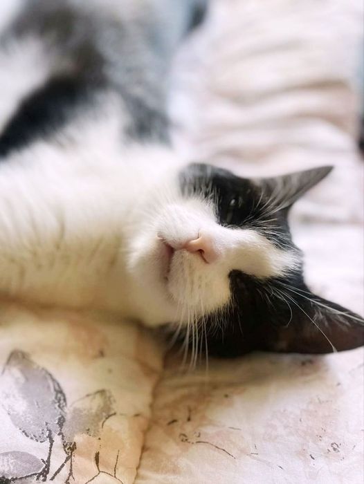 Salem i Imbir szukają miłości :)