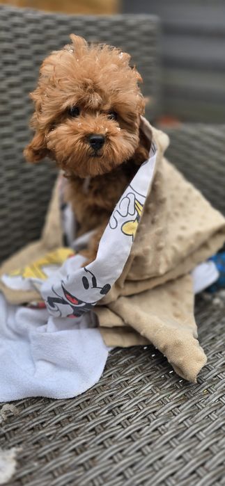 Cavapoo / dziewczynka