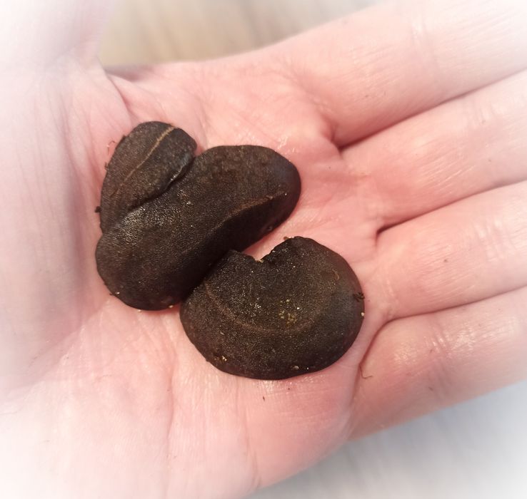 Мадагаскарские слизни