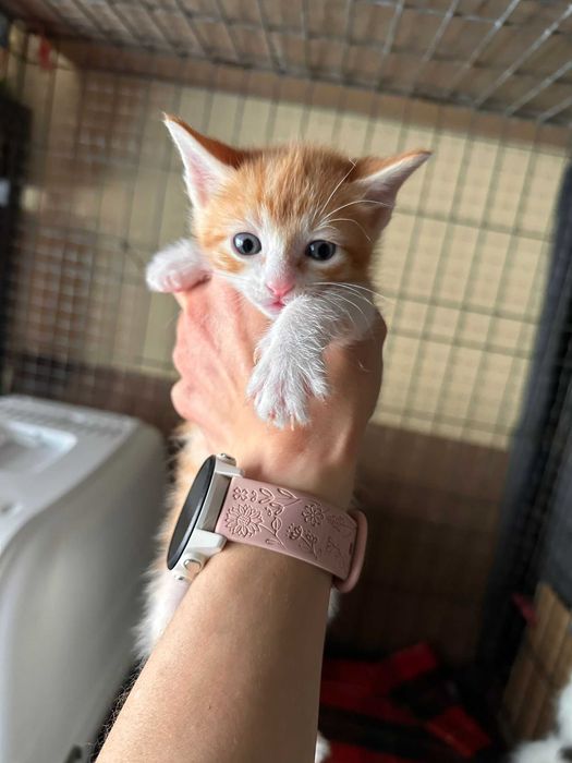 Gatinhos com 2 meses para adoção responsável