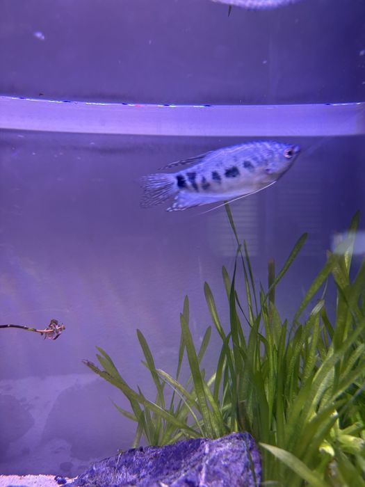 Peixe Colisa/trichogaster azul
