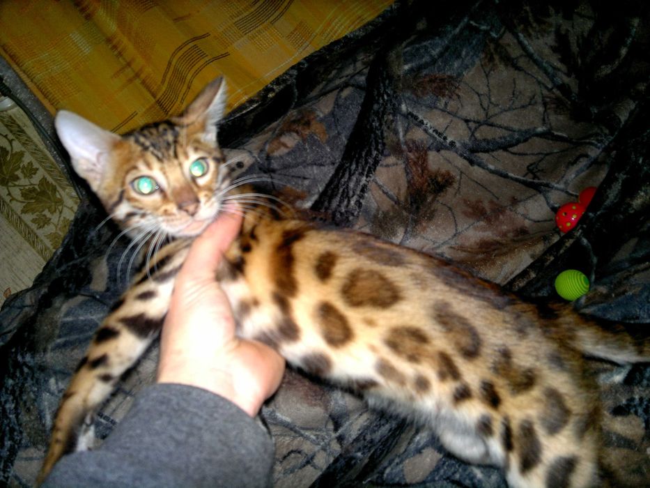 Чудовий бенгальський малюк з документами WCF