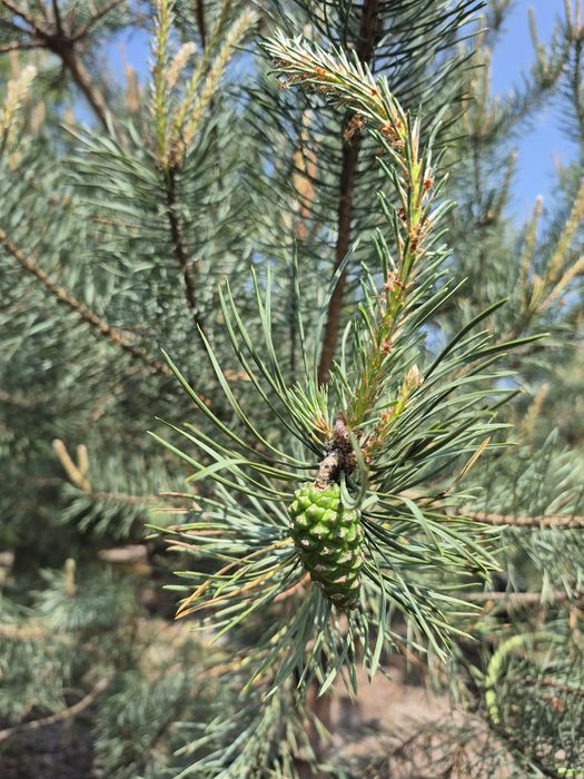 Sosna Pospolita Ponad 3m