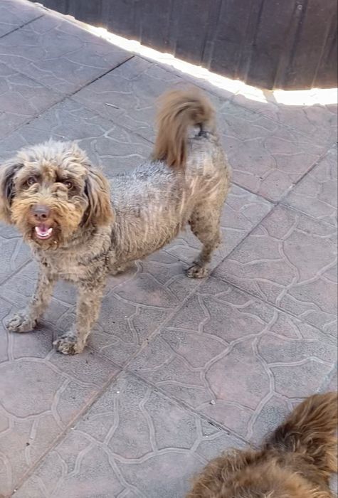 Шоколадная девочка Чанга