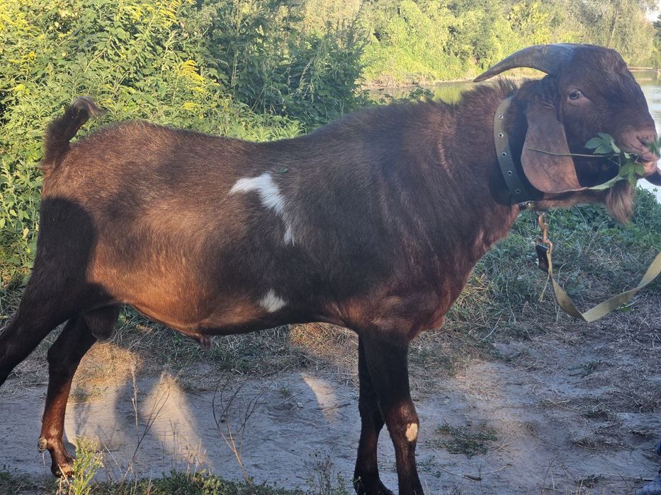 Парування з козликом