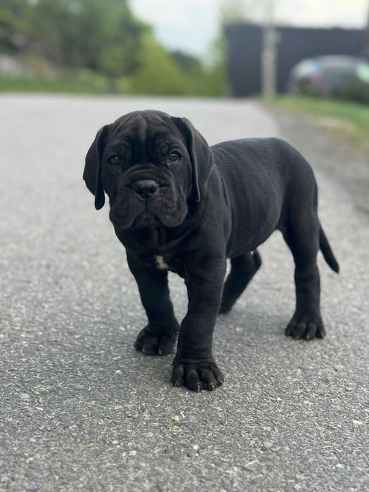 Dostępny czarny samiec Cane corso ZKwP/FCI