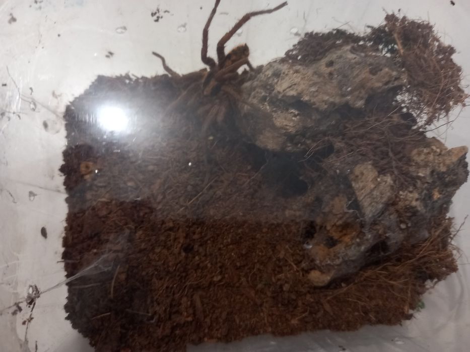 Hapolopus formosus 3 cm dc