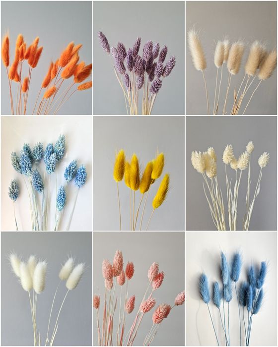 Лагурус, зайцехвіст, фалярис