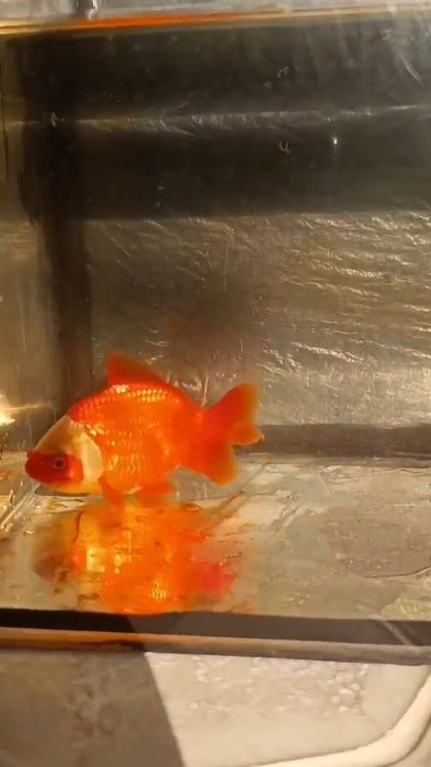 Orandas e Ranchus
