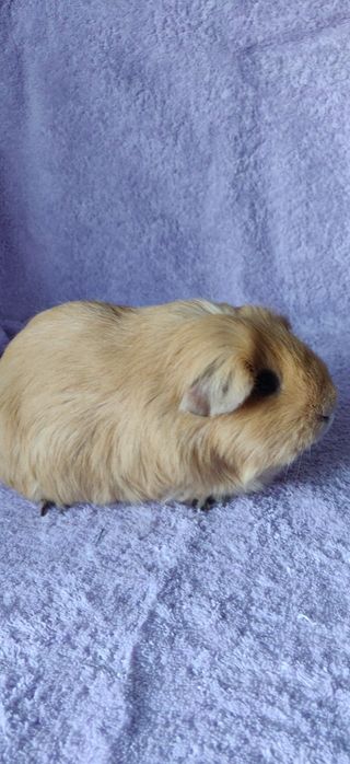 Морська свинка, селф крем,самка