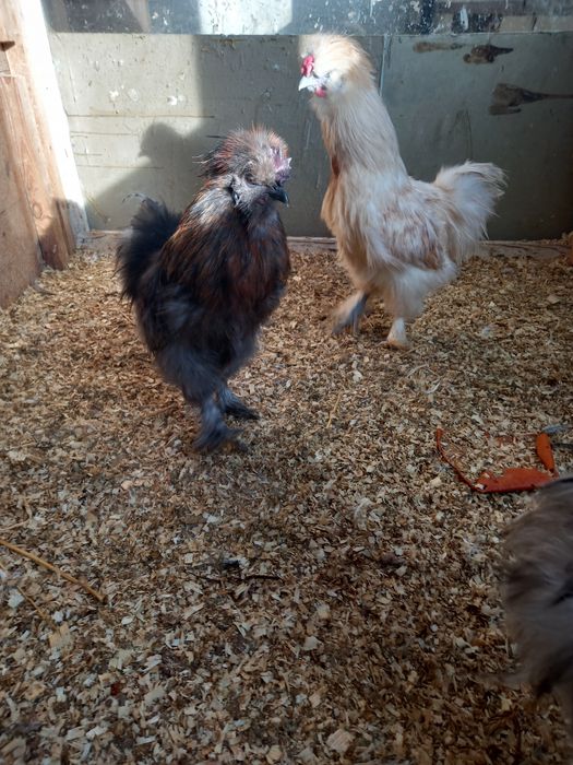 Sprzedam Koguty silki