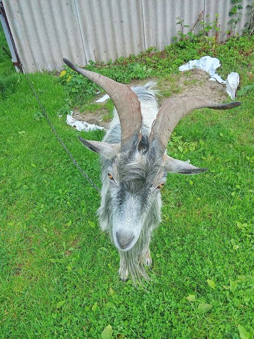 Продам цапа 2 роки