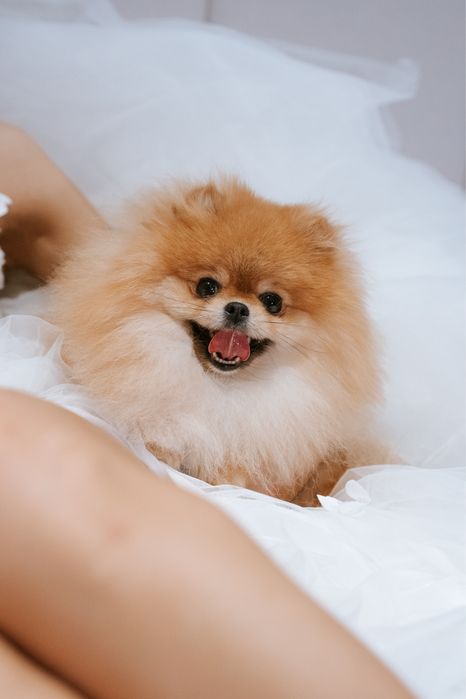 Suczka Pomeranian  FCI  TYP MISIA