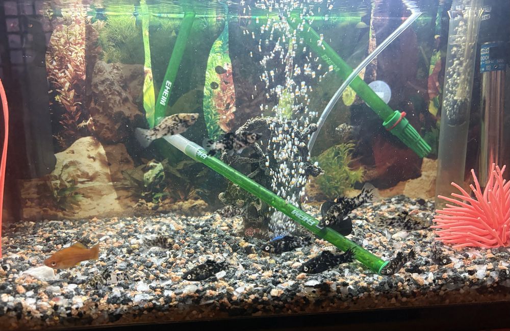 Peixes Mollys Dalmatas