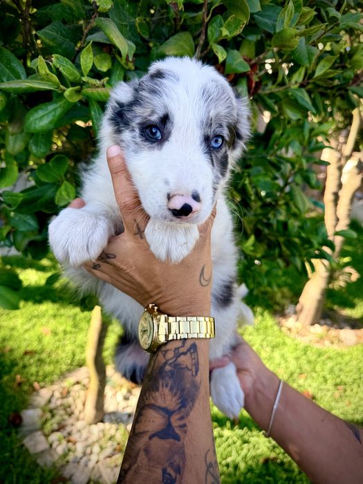Excelente menino border collie olhos azuis