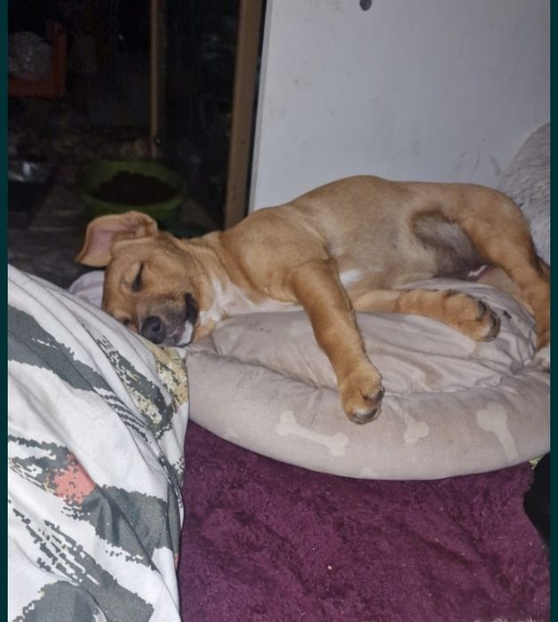 Zuzia mniejsza suczka do adopcji.
