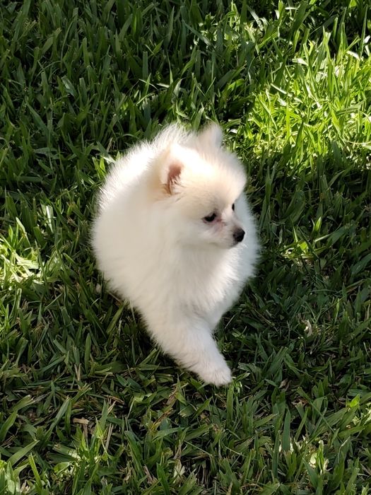 Spitz alemão macho