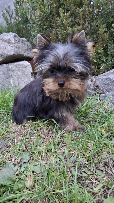 Йоркширский терьер щенки мини