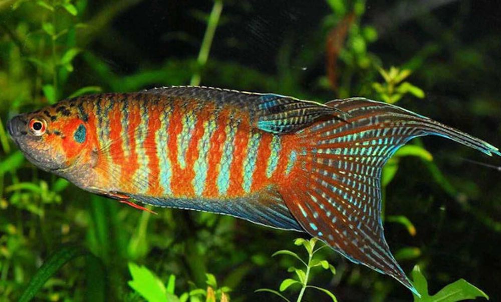 Wielkopłetw wspaniały - Macropodus opercularis - dowóz, wysyłka