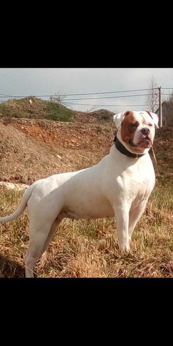 Buldog Amerykański (American bulldog)suczka