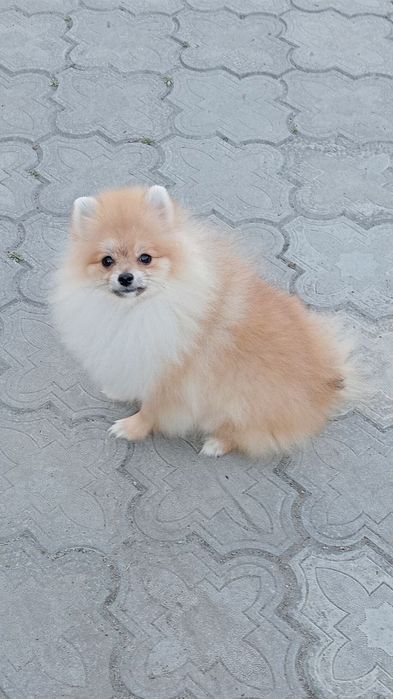 Красивая маленькая девочка шпиц.