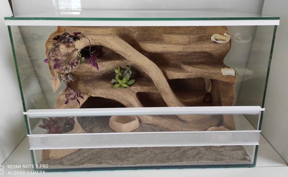 Terrarium dla gekona lamparciego, regiusa, TW35P3R, AquaWaves
