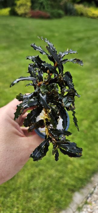 Bucephalandra roślina