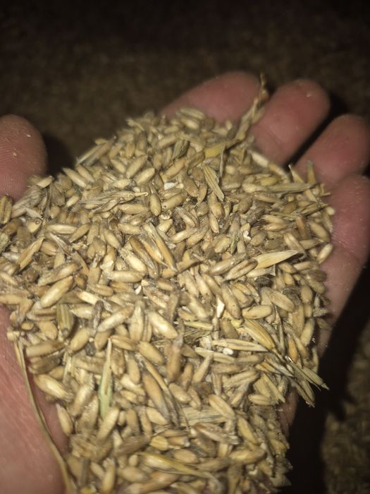 Owies bezłuskowy, nagi, zbiór 2025r