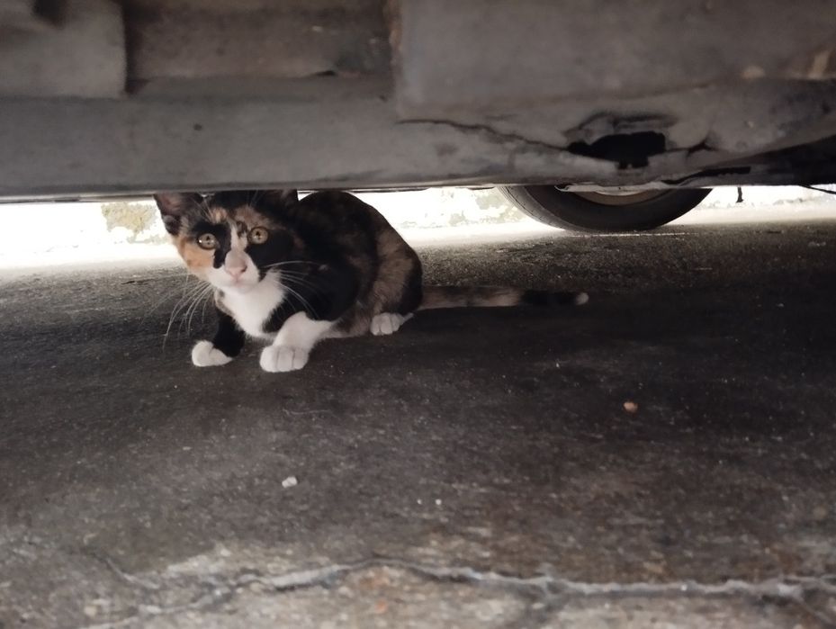 Gatas para adoção