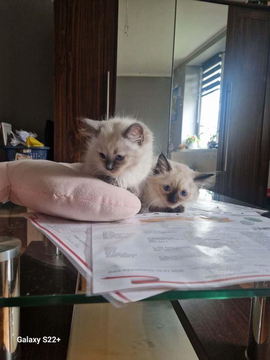 Kot brytyjski, ragdoll