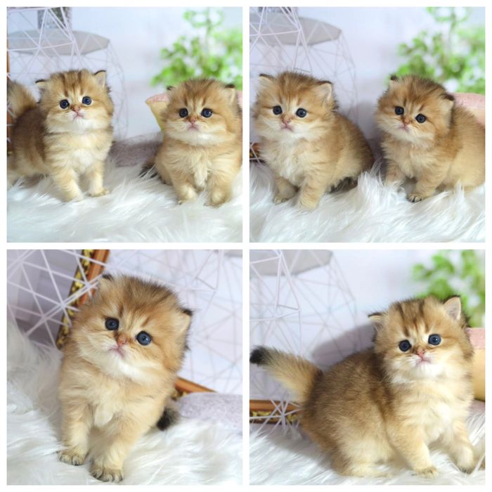 Золотая шиншилла британские котята