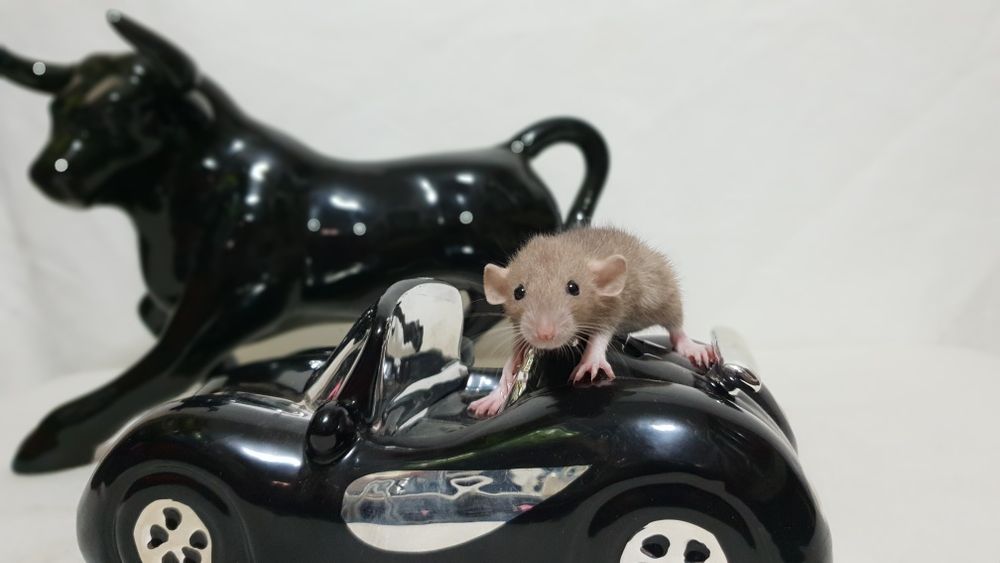 Szczur szczury szczurki przyjazne maluchy =)