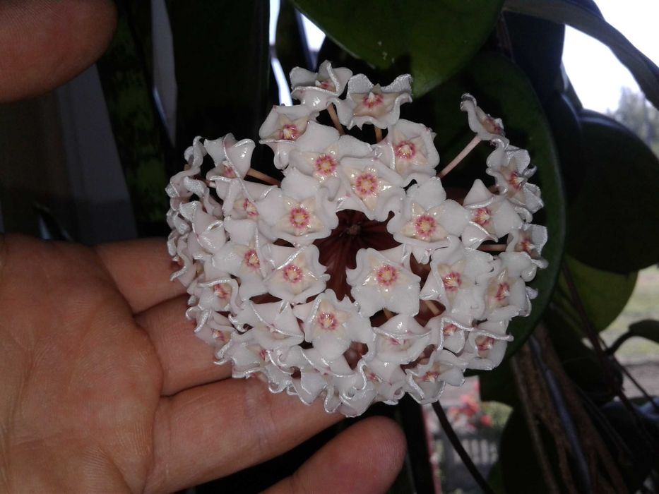 Hoya Hoja FUNGII cięta