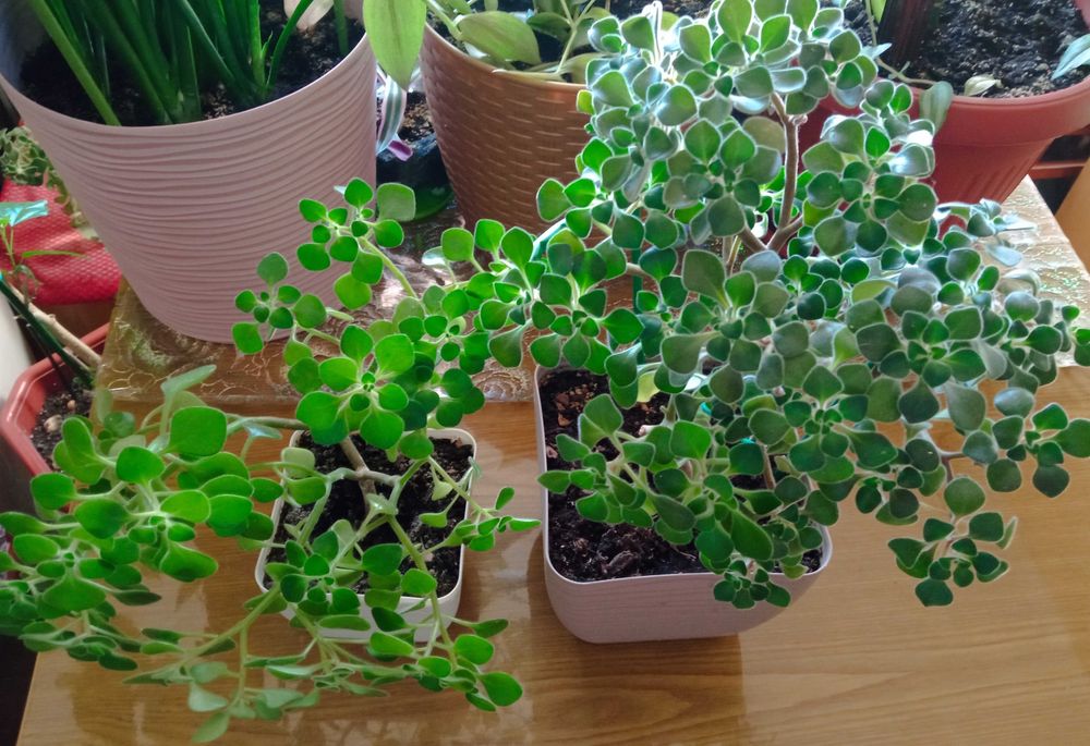 Аихризон дерево любви