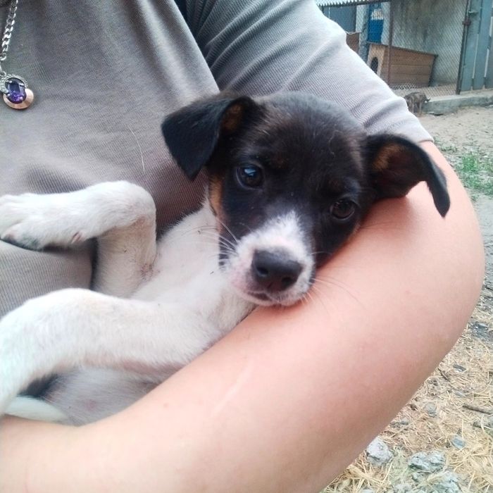 Собачки в хороші сім'ї