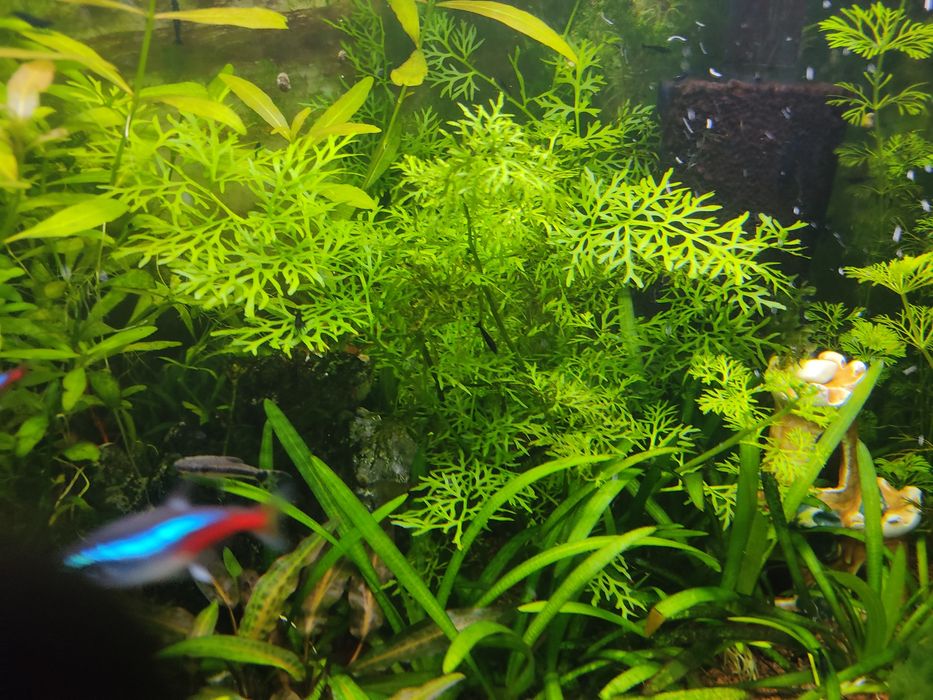 Акваріумні рослини