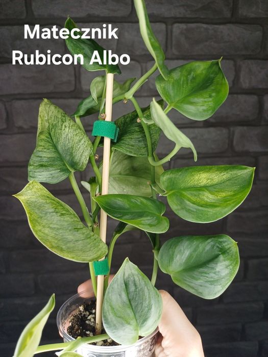 Scindapsus Rubicon Albo #1