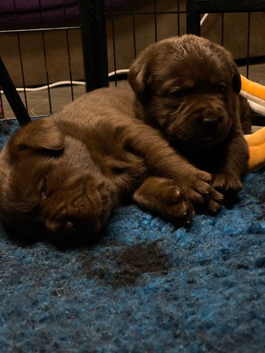 Цуценя / цуценята Лабрадора / щеня / щенята / щенок / щенки / Ретривер