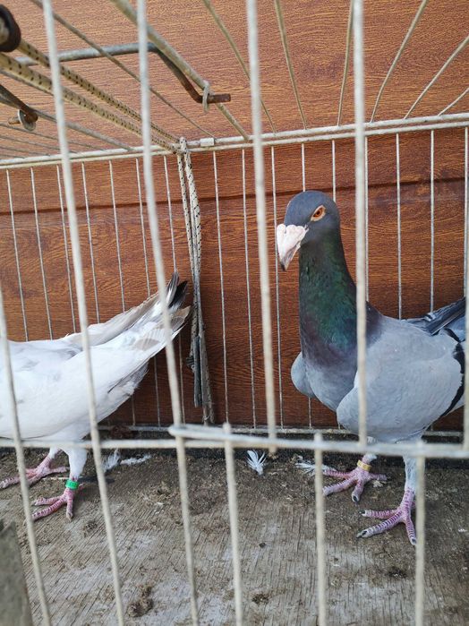 Gołebie Rzeszowskie